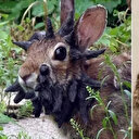 Bu tavşanlar ABD'nin uykularını kaçırdı: Kafalarında çıkan boynuzlar ülkeyi alarma geçirdi