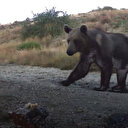 Erzincan'da yaban hayatı fotokapanla görüntülendi