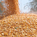 TMO 2025 yılı mısır alım fiyatlarını belirledi