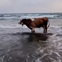 Hatay’da kavurucu sıcaktan bunalan inek soluğu denizde aldı