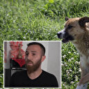 Rize'de 5 yaşındaki çocuk babasının yanında sahipsiz köpeklerin saldırısına uğradı