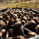 Dünyanın en pahalı baharatı: 'Milli bitki' toprakla buluşuyor