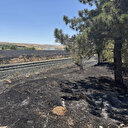 Elazığ'da anızda çıkıp ağaçlık alana sıçrayan yangın söndürüldü