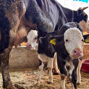 Hayvancılığın merkezinde şap alarmı: Hayvan pazarları kapatıldı