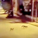 Kedi tarafından saldırıya uğrayan tilki çareyi kaçmakla buldu