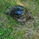 Kırık kabuğu onarılan kaplumbağa doğaya salındı