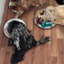 Şaman olduğunu iddia eden dolandırıcı ayin için hayvanları katletti: Ruhlara isteklerinizi iletiyorum