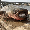 Oltayla yakaladığı dev balığı kıyıya bir saatte çıkarabildi