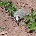 Nesli tükenme tehlikesi altında: Gercüş’te görüntülendi