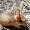 Tunceli'de ortaya çıkan Arap tavşanı kırmızı listede yer alıyormuş