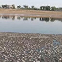 Mardin'de çekilen gölet yüzünden binlerce balık telef oldu