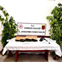 Jandarma kubar esrar ve kenevir ele geçirdi