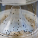 Nombre record de cas de maladies transmises par des moustiques en Europe, selon une agence de santé