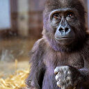 "زيتون".. صغير غوريلا يستعد للعودة من تركيا إلى موطنه نيجيريا