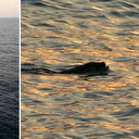 Kimse yanına yaklaşamıyor: Karadeniz’de sık görülmeleri vatandaşları tedirgin etmişti uzmanı konuştu