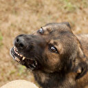 İstanbul Valiliği'nden sahipsiz hayvanlar için talimat: İvedilikle toplanmalı
