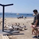 Bir ay hapis yattılar: Denize girdikleri için şikayet edilip kümese kapatılmışlardı, ‘şartlı tahliye’ edilen kazlar sahile inip, tatilcilerle duş alıyor