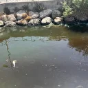 İzmir Körfezi’nde pis koku sürerken balık ölümleri de başladı