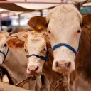 Gümüşhane'de şap hastalığıyla mücadele sürüyor