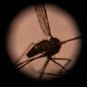 Burkina Faso: suspension d’un programme de recherche sur les moustiques génétiquement modifiés