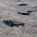 Bakan Kurum görüntülerini paylaştı: Bu yıl 40 bin 285 yavru kaplumbağamızı denizle buluşturduk