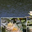 Renk renk nilüferler Gölcük ve Abant’ta ziyaretçi akınına neden oldu