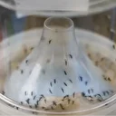 Les Etats-Unis suspendent le vaccin anti-chikungunya de Valneva