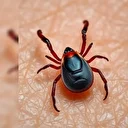 Kene ısırığı sizi hayat boyu et ve süt ürünlerinden mahrum edebilir: Alfa-Gal Sendromu nedir?