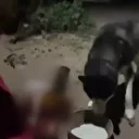 'Benden alkolik' deyip köpeğine içki içirdiği anları kahkahalarla kayda aldı