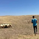 Kayıp koyunlar termal dürbün ve dron ile bulundu
