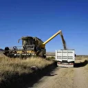 Gümüşhane'de şifa kaynağı ürünün hasadı başladı: 'Ne kadar yersen ye obez olmazsın'