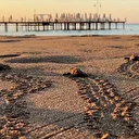 Antalya’da caretta caretta yavruları denizle buluştu