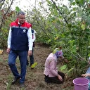 Samsun'da 91 bin 500 ton fındık rekoltesi bekleniyor