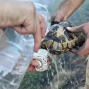 Yangından etkilenen kaplumbağa ekipler tarafından kurtarıldı