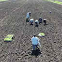 Samsun'da Bafra Ovası'nda aylarca sürecek kışlık sebze fidesi dikimi başladı: Günlüğü bin 500 TL