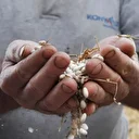 Konyaaltı'nın meşhur Çandır fasulyesi için coğrafi işaret başvurusu yapıldı