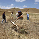 Bayburt'ta asırlık tarım aletleriyle buğday hasadı yapıldı