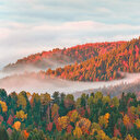 Beslenme geleceğimiz için ormanları koruyalım