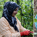 Trabzon ve Giresun'da fındık hasadına başlandı