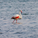 Flamingolar Van Gölü'ne renk katıyor