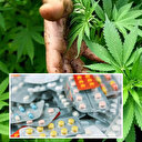 Tıbbi kenevir hangi hastalıklarda kullanılacak? Bakan Memişoğlu açıkladı