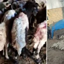 Van’da kurt saldırısı: 111 koyun telef oldu