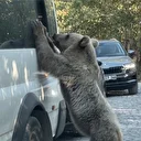 Tehlikeye aldırış etmeden bozayıları besledi