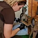 Orman yangınından kurtulan karaca doğaya salındı