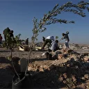 Esed zindanlarında kaybolanlar için incir fidanları dikildi