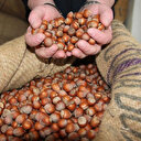 TMO fındık alım fiyatları açıklandı 2025-2026: Levant, Giresun kalite kabuklu fındık kilogram fiyatı ne kadar? İşte güncel fiyatlar