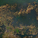 Seyhan Nehri yosun akınına uğradı çöplerle doldu: Güzelim nehrin kıymeti bilinmiyor