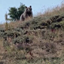 Erzurum'da gülümseten anlar: Çoban ayıyı bağırarak kaçırdı