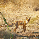 Yabani hayvanların yangın göçü