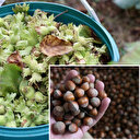 Fındık ihracatından 7 ayda 1,3 milyar dolar gelir